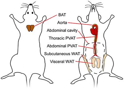 PVAT and Its Relation to Brown, Beige, and White Adipose Tissue in Development and Function